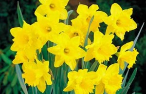 It’s spring, spring, spring!